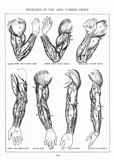 イラスト 人を描くには人体構造を学ぶのがおすすめ 人の描き方３ステップも紹介 Yukafuri